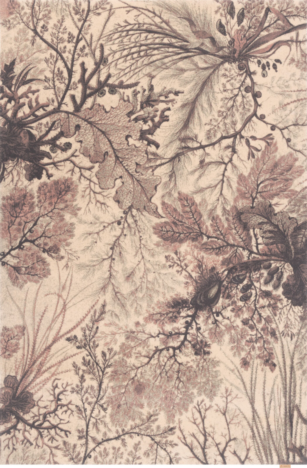 Agnella Rugs Design Discoveries V&A Collection MARITIME Rose (Calisia Quality) - Free Delivery
